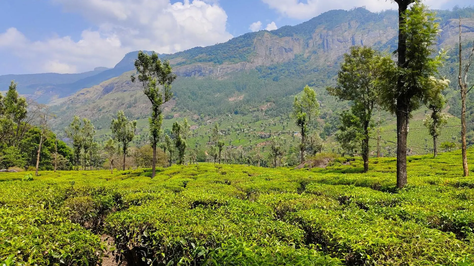 Munnar Pavithra Riverview Homestay